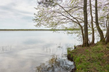 Orman gölünde bir ada (nehir). Yağmurlu bir gün. Sudaki yansımalar. Mavi gökyüzü, parlayan bulutlar. Idyllic manzara. Saf doğa, ekoloji, ekolojik rezerv, eko-turizm.