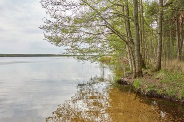 Orman gölünde bir ada (nehir). Yağmurlu bir gün. Sudaki yansımalar. Mavi gökyüzü, parlayan bulutlar. Idyllic manzara. Saf doğa, ekoloji, ekolojik rezerv, eko-turizm.