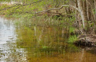 Orman gölünde bir ada (nehir). Yağmurlu bir gün. Sudaki yansımalar. Mavi gökyüzü, parlayan bulutlar. Idyllic manzara. Saf doğa, ekoloji, ekolojik rezerv, eko-turizm.