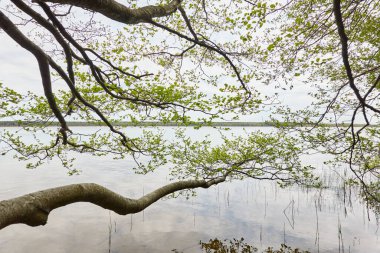 Orman gölü (nehir) manzarası. Yağmurlu bir gün. Ağaç dalı, yeşil yapraklar. Sudaki yansımalar. Idyllic manzara. Saf doğa, ekoloji, ekolojik rezerv, eko-turizm.