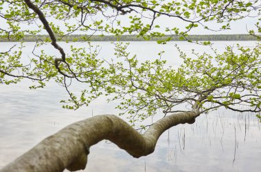 Orman gölü (nehir) manzarası. Yağmurlu bir gün. Ağaç dalı, yeşil yapraklar. Sudaki yansımalar. Idyllic manzara. Saf doğa, ekoloji, ekolojik rezerv, eko-turizm.