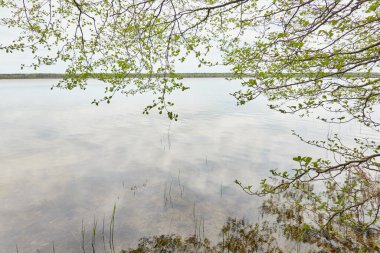 Orman gölü (nehir) manzarası. Yağmurlu bir gün. Ağaç dalı, yeşil yapraklar. Sudaki yansımalar. Idyllic manzara. Saf doğa, ekoloji, ekolojik rezerv, eko-turizm.