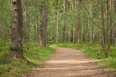 Görkemli yeşil bir yaprak döken yol ve çam ormanları parkında. Doğal tünel. Güçlü ağaçlar, bitkiler. Güneş ışığı, yumuşak güneş ışığı. Atmosferik rüya gibi bahar manzarası. Saf doğa, ekoloji