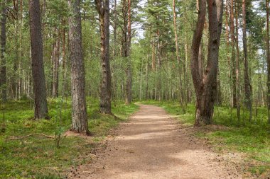 Görkemli yeşil bir yaprak döken yol ve çam ormanları parkında. Doğal tünel. Güçlü ağaçlar, bitkiler. Güneş ışığı, yumuşak güneş ışığı. Atmosferik rüya gibi bahar manzarası. Saf doğa, ekoloji