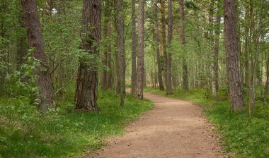 Görkemli yeşil bir yaprak döken yol ve çam ormanları parkında. Doğal tünel. Güçlü ağaçlar, bitkiler. Güneş ışığı, yumuşak güneş ışığı. Atmosferik rüya gibi bahar manzarası. Saf doğa, ekoloji