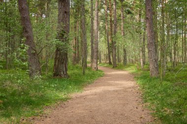 Görkemli yeşil bir yaprak döken yol ve çam ormanları parkında. Doğal tünel. Güçlü ağaçlar, bitkiler. Güneş ışığı, yumuşak güneş ışığı. Atmosferik rüya gibi bahar manzarası. Saf doğa, ekoloji