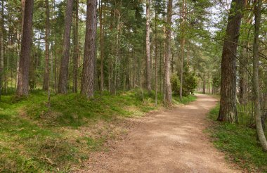 Görkemli yeşil bir yaprak döken yol ve çam ormanları parkında. Doğal tünel. Güçlü ağaçlar, bitkiler. Güneş ışığı, yumuşak güneş ışığı. Atmosferik rüya gibi bahar manzarası. Saf doğa, ekoloji