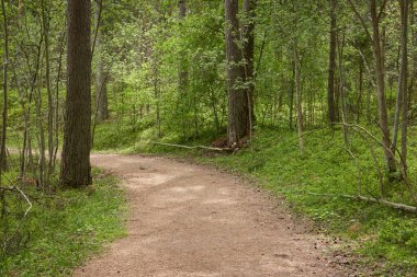 Görkemli yeşil bir yaprak döken yol ve çam ormanları parkında. Doğal tünel. Güçlü ağaçlar, bitkiler. Güneş ışığı, yumuşak güneş ışığı. Atmosferik rüya gibi bahar manzarası. Saf doğa, ekoloji