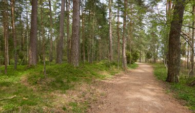 Görkemli yeşil bir yaprak döken yol ve çam ormanları parkında. Doğal tünel. Güçlü ağaçlar, bitkiler. Güneş ışığı, yumuşak güneş ışığı. Atmosferik rüya gibi bahar manzarası. Saf doğa, ekoloji
