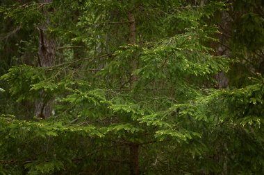 Görkemli Evergreen Ormanı. Güçlü çam ve çam ağaçları. Yumuşak güneş ışığı. Atmosferik manzara. Doğa, mevsimler, çevre, eko turizm
