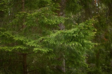 Görkemli Evergreen Ormanı. Güçlü çam ve çam ağaçları. Yumuşak güneş ışığı. Atmosferik manzara. Doğa, mevsimler, çevre, eko turizm