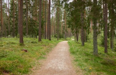 Görkemli yeşil bir yaprak döken yol ve çam ormanları parkında. Doğal tünel. Güçlü ağaçlar, bitkiler. Güneş ışığı, yumuşak güneş ışığı. Atmosferik rüya gibi bahar manzarası. Saf doğa, ekoloji