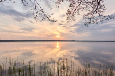 Gün batımında Orman Gölü. Ağaç siluetleri. Yumuşak güneş ışığı, parlayan bulutlar, kristal berrak suda yansıma. Idyllic manzara. Panoramik manzara. Doğa, ekoloji, çevre turizmi. Barış ve neşe kavramları