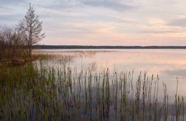 Gün batımında Orman Gölü. Ağaç siluetleri. Yumuşak güneş ışığı, parlayan bulutlar, kristal berrak suda yansıma. Idyllic manzara. Panoramik manzara. Doğa, ekoloji, çevre turizmi. Barış ve neşe kavramları