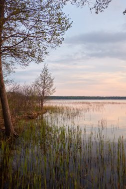 Gün batımında Orman Gölü. Ağaç siluetleri. Yumuşak güneş ışığı, parlayan bulutlar, kristal berrak suda yansıma. Idyllic manzara. Panoramik manzara. Doğa, ekoloji, çevre turizmi. Barış ve neşe kavramları