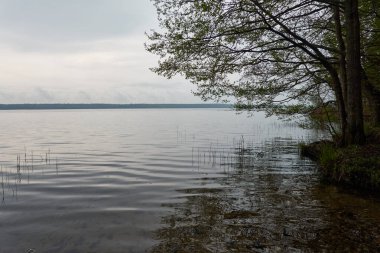 Orman Gölü. Kasvetli gökyüzü, yağmur. Bulutlu bir gün. İlkbahar, yazın başı. Idyllic manzara, kırsal manzara. Doğa, ekoloji, eko-turizm, yürüyüş, ekolojik tatil beldesi, yerel seyahat