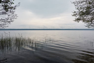 Orman Gölü. Kasvetli gökyüzü, yağmur. Bulutlu bir gün. İlkbahar, yazın başı. Idyllic manzara, kırsal manzara. Doğa, ekoloji, eko-turizm, yürüyüş, ekolojik tatil beldesi, yerel seyahat