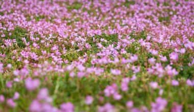 Çiçek açan pembe ve mor leylek gagalı çiçekler (Erodyum cicutarium), şehir parkında yeşil çimenler. İlkbahar, yazın başı. Hollanda, Avrupa. Peyzaj tasarımı, bahçıvanlık