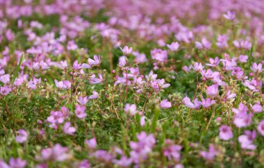 Çiçek açan pembe ve mor leylek gagalı çiçekler (Erodyum cicutarium), şehir parkında yeşil çimenler. İlkbahar, yazın başı. Hollanda, Avrupa. Peyzaj tasarımı, bahçıvanlık