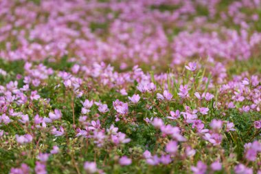 Çiçek açan pembe ve mor leylek gagalı çiçekler (Erodyum cicutarium), şehir parkında yeşil çimenler. İlkbahar, yazın başı. Hollanda, Avrupa. Peyzaj tasarımı, bahçıvanlık