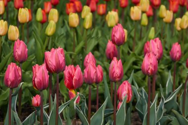 Parlak pembe, sarı, kırmızı, turuncu lale çiçekleri. Hollanda, Hollanda, Avrupa. Doğa, çevre, seyahat merkezleri, peyzaj tasarımı, çiçekçilik, çiftlik, iş, ihracat