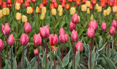 Parlak pembe, sarı, kırmızı, turuncu lale çiçekleri. Hollanda, Hollanda, Avrupa. Doğa, çevre, seyahat merkezleri, peyzaj tasarımı, çiçekçilik, çiftlik, iş, ihracat