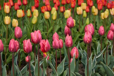 Parlak pembe, sarı, kırmızı, turuncu lale çiçekleri. Hollanda, Hollanda, Avrupa. Doğa, çevre, seyahat merkezleri, peyzaj tasarımı, çiçekçilik, çiftlik, iş, ihracat