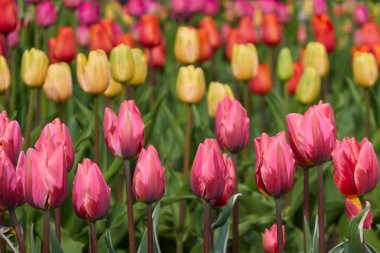 Parlak pembe, sarı, kırmızı, turuncu lale çiçekleri. Hollanda, Hollanda, Avrupa. Doğa, çevre, seyahat merkezleri, peyzaj tasarımı, çiçekçilik, çiftlik, iş, ihracat