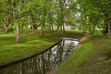 Orman parkındaki küçük nehir (kanal). Güçlü yeşil yapraklı ağaçlar, kır çiçekleri, bitkiler. Altın güneş ışığı. Idyllic yaz manzarası. Doğa, ekoloji. Eko-turizm, yürüyüş. Bisiklet, kuzey yürüyüşü