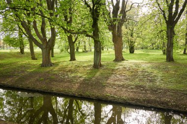 Orman parkındaki küçük nehir (kanal). Güçlü yeşil yapraklı ağaçlar, kır çiçekleri, bitkiler. Altın güneş ışığı. Idyllic yaz manzarası. Doğa, ekoloji. Eko-turizm, yürüyüş. Bisiklet, kuzey yürüyüşü