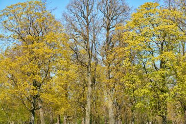 Şehir parkında çiçek açan altın akçaağaç. Gökyüzü açık, gün ışığı. Güneşli bir gün. İlkbahar, yazın başı. Doğa, manzara, mevsimler, çevre, ekoloji, botanik kavramları