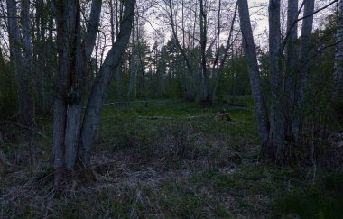 Geceleri orman parkı. Ay ışığı, gece yarısı güneşi, alacakaranlık. Ağaçlar, bitkiler. Koyu renk siluetler. Atmosferik manzara. Doğa, çevre, ekoloji