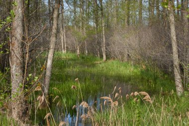 Bataklık yeşil orman ve nehir. Yumuşak güneş ışığı. Sudaki yansımalar. İlkbahar, yazın başı. Çevre, ekoloji, ekosistemler, doğa, eko-turizm. Idyllic manzara