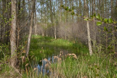 Bataklık yeşil orman ve nehir. Yumuşak güneş ışığı. Sudaki yansımalar. İlkbahar, yazın başı. Çevre, ekoloji, ekosistemler, doğa, eko-turizm. Idyllic manzara