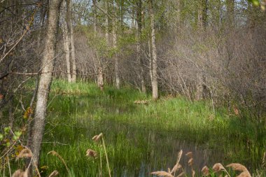 Bataklık yeşil orman ve nehir. Yumuşak güneş ışığı. Sudaki yansımalar. İlkbahar, yazın başı. Çevre, ekoloji, ekosistemler, doğa, eko-turizm. Idyllic manzara