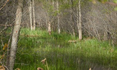 Bataklık yeşil orman ve nehir. Yumuşak güneş ışığı. Sudaki yansımalar. İlkbahar, yazın başı. Çevre, ekoloji, ekosistemler, doğa, eko-turizm. Idyllic manzara