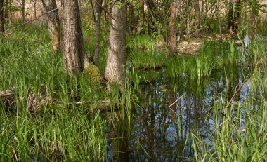 Orman parkındaki bir nehir. Kunduz barajı. Ağaç kütükleri, diş izleri. Manzara kavramı. İlkbahar, yazın başı. Doğa, çevre, ekosistem