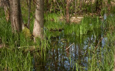 Orman parkındaki bir nehir. Kunduz barajı. Ağaç kütükleri, diş izleri. Manzara kavramı. İlkbahar, yazın başı. Doğa, çevre, ekosistem