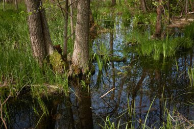 Orman parkındaki bir nehir. Kunduz barajı. Ağaç kütükleri, diş izleri. Manzara kavramı. İlkbahar, yazın başı. Doğa, çevre, ekosistem