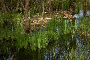 Orman parkındaki bir nehir. Kunduz barajı. Ağaç kütükleri, diş izleri. Manzara kavramı. İlkbahar, yazın başı. Doğa, çevre, ekosistem