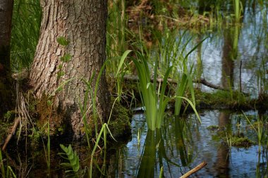 Bataklık yeşil orman ve nehir. Yumuşak güneş ışığı. Sudaki yansımalar. İlkbahar, yazın başı. Çevre, ekoloji, ekosistemler, doğa, eko-turizm. Idyllic manzara