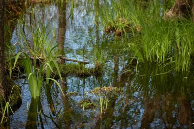 Bataklık yeşil orman ve nehir. Yumuşak güneş ışığı. Sudaki yansımalar. İlkbahar, yazın başı. Çevre, ekoloji, ekosistemler, doğa, eko-turizm. Idyllic manzara