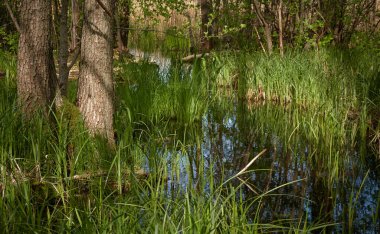 Bataklık yeşil orman ve nehir. Yumuşak güneş ışığı. Sudaki yansımalar. İlkbahar, yazın başı. Çevre, ekoloji, ekosistemler, doğa, eko-turizm. Idyllic manzara