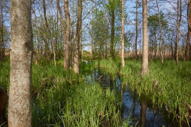 Bataklık yeşil orman ve nehir. Yumuşak güneş ışığı. Sudaki yansımalar. İlkbahar, yazın başı. Çevre, ekoloji, ekosistemler, doğa, eko-turizm. Idyllic manzara