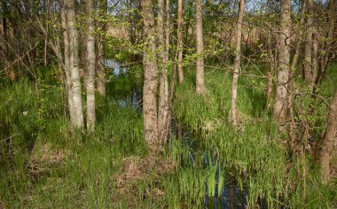 Bataklık yeşil orman ve nehir. Yumuşak güneş ışığı. Sudaki yansımalar. İlkbahar, yazın başı. Çevre, ekoloji, ekosistemler, doğa, eko-turizm. Idyllic manzara