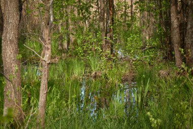 Bataklık yeşil orman ve nehir. Yumuşak güneş ışığı. Sudaki yansımalar. İlkbahar, yazın başı. Çevre, ekoloji, ekosistemler, doğa, eko-turizm. Idyllic manzara