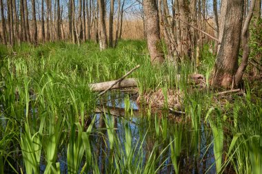Bataklık yeşil orman ve nehir. Yumuşak güneş ışığı. Sudaki yansımalar. İlkbahar, yazın başı. Çevre, ekoloji, ekosistemler, doğa, eko-turizm. Idyllic manzara