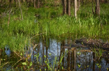 Bataklık yeşil orman ve nehir. Yumuşak güneş ışığı. Sudaki yansımalar. İlkbahar, yazın başı. Çevre, ekoloji, ekosistemler, doğa, eko-turizm. Idyllic manzara