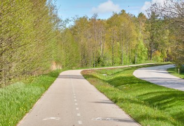 Orman parkından geçen bisiklet yolu. İlkbahar, yazın başı. Doğa, çevre turizmi, yürüyüş, koşu, bisiklet, spor, eğlence aktivitesi, sağlıklı yaşam tarzı kavramları