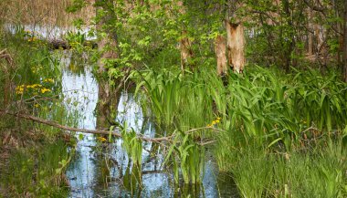 Bataklık yeşil orman ve nehir. Yumuşak güneş ışığı. Sudaki yansımalar. İlkbahar, yazın başı. Çevre, ekoloji, ekosistemler, doğa, eko-turizm. Idyllic manzara